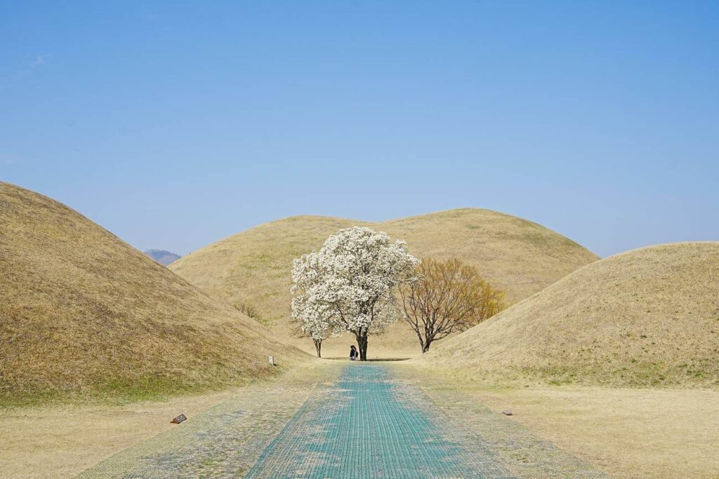 하동·경주 벚꽃 명소: 같은 날, 다른 감성 (3월 27~29일)