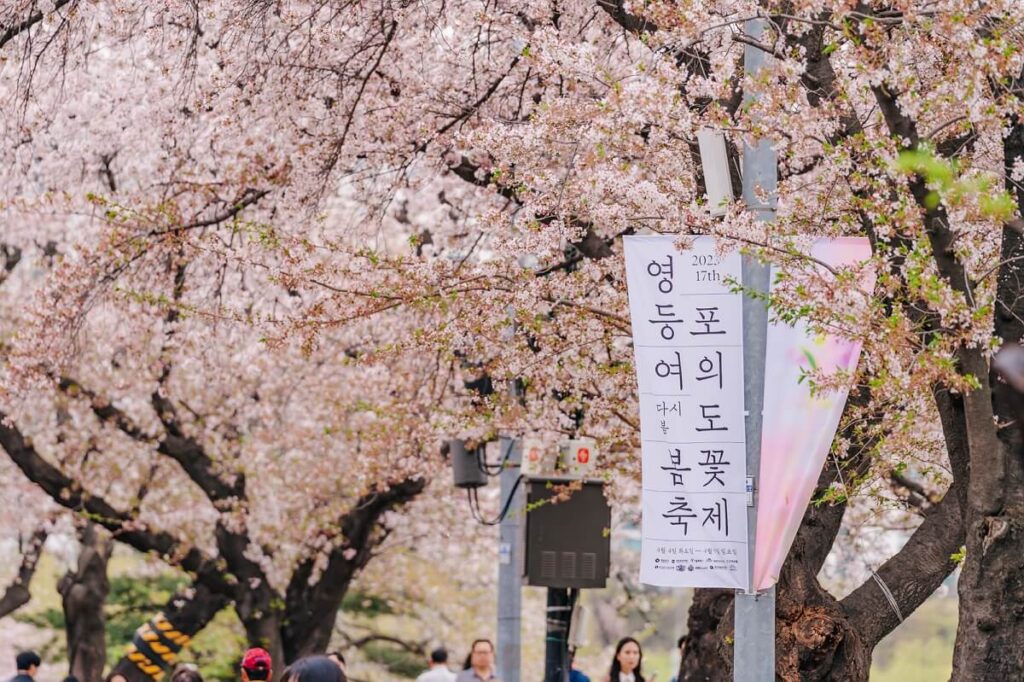 여의도 봄꽃축제 2026: 서울 최대 벚꽃 행사 완전 정복 (4월 8~12일)